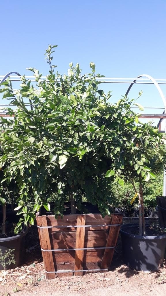 Photo for Citrus x meyeri (Meyer Lemon)