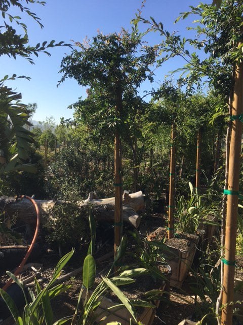 Photo for Ulmus parvifolia (Standard) (Chinese Elm)