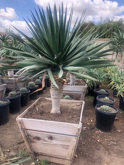 Photo for Dracaena draco (Standard) (Dragon Tree)
