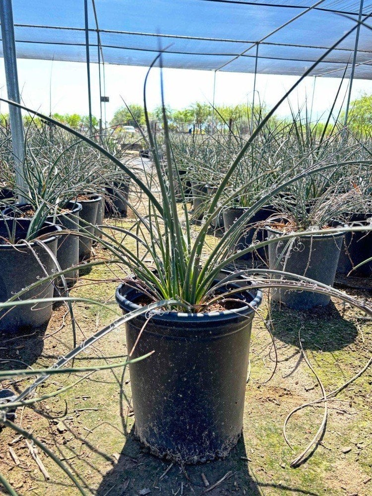 Photo for Hesperaloe parviflora 'Perpa' (Brakelights Red Yucca)
