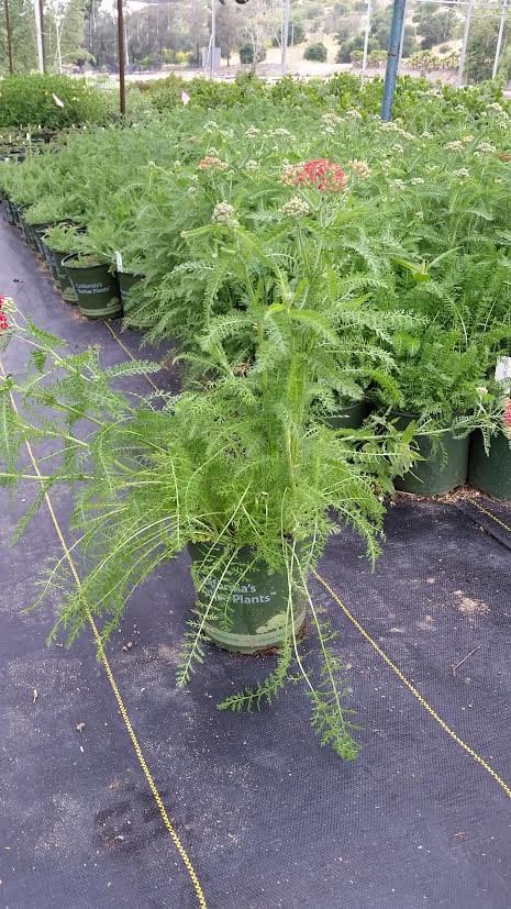 Photo for Achillea 'Paprika' (Paprika Yarrow)