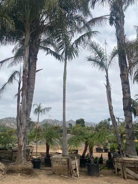 Photo for Archontophoenix alexandrae (Single) (Alexander King Palm)