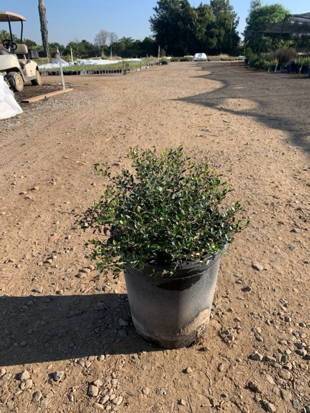 Photo for Ilex vomitoria 'Stokes' (Stoke's Dwarf Yaupon Holly)