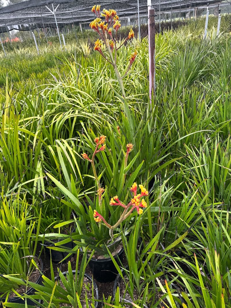 Photo for Anigozanthos 'Bush Gold' (Yellow Kangaroo Paw)