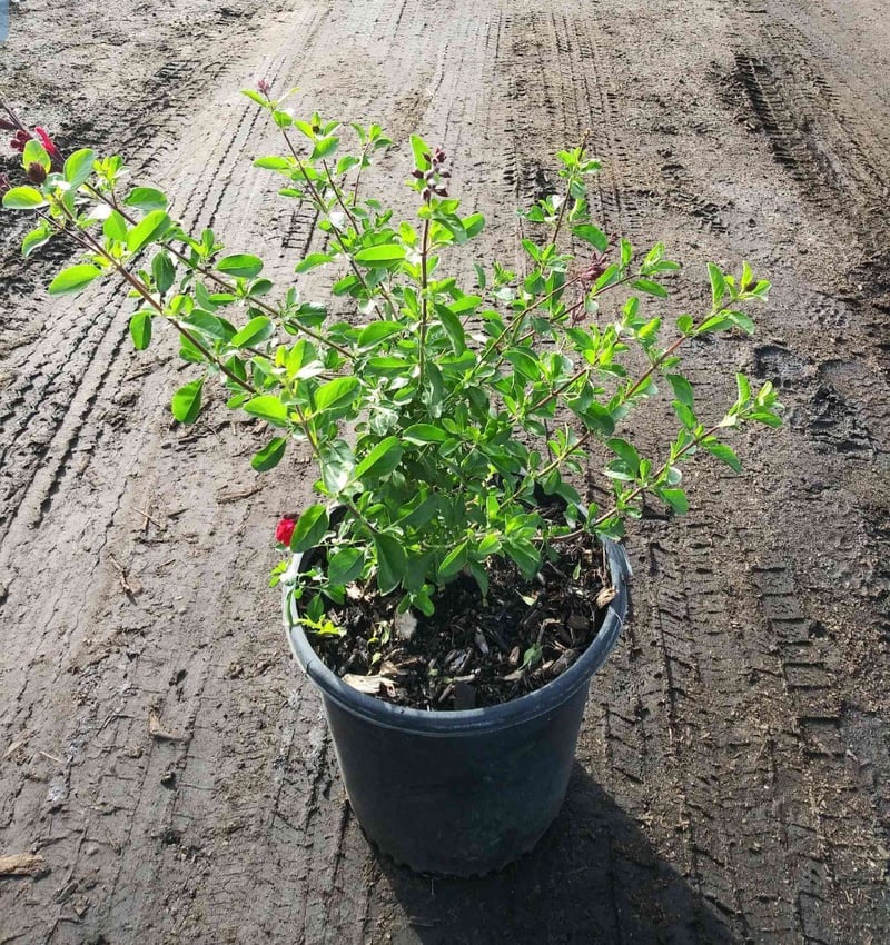Photo for Salvia greggii (Autumn Sage)
