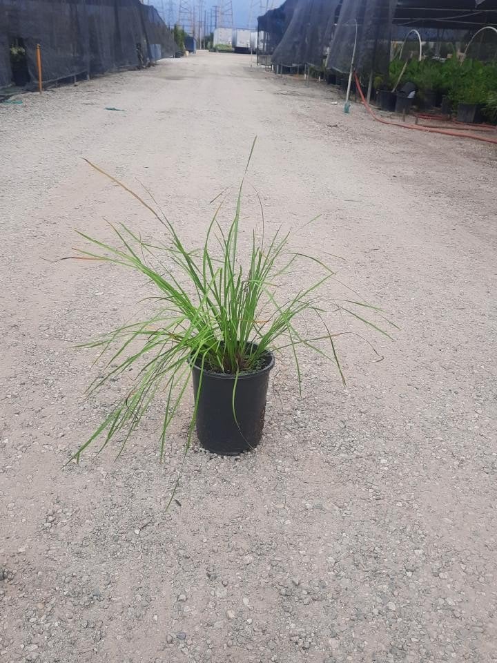Photo for Lomandra longifolia 'Breeze' (Dwarf Mat Rush 'Breeze')
