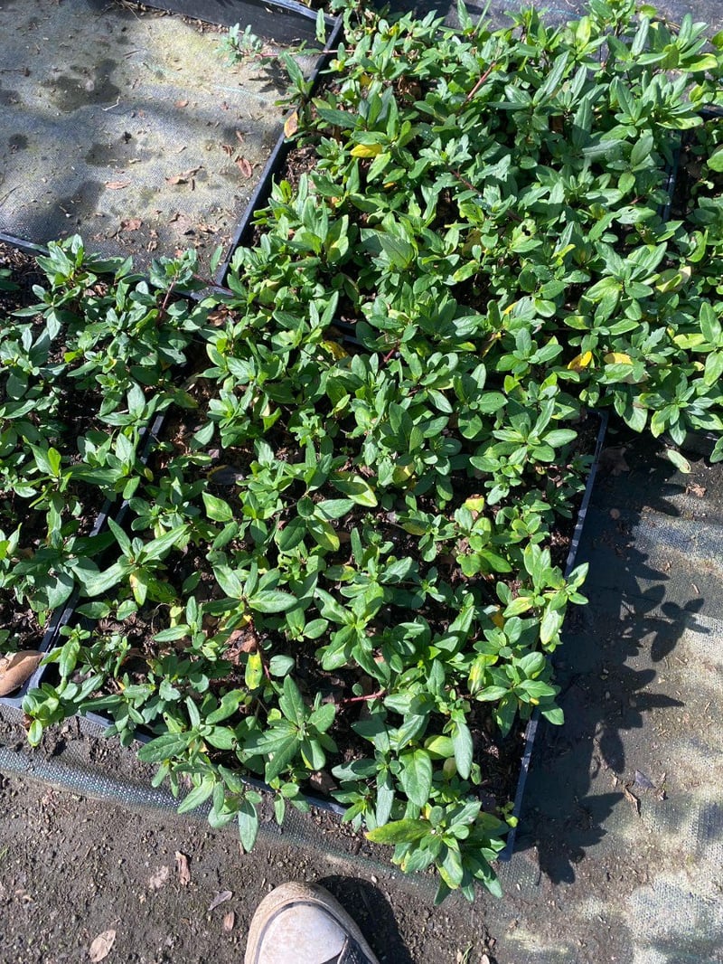 Photo for Lonicera japonica (Japanese Honeysuckle)