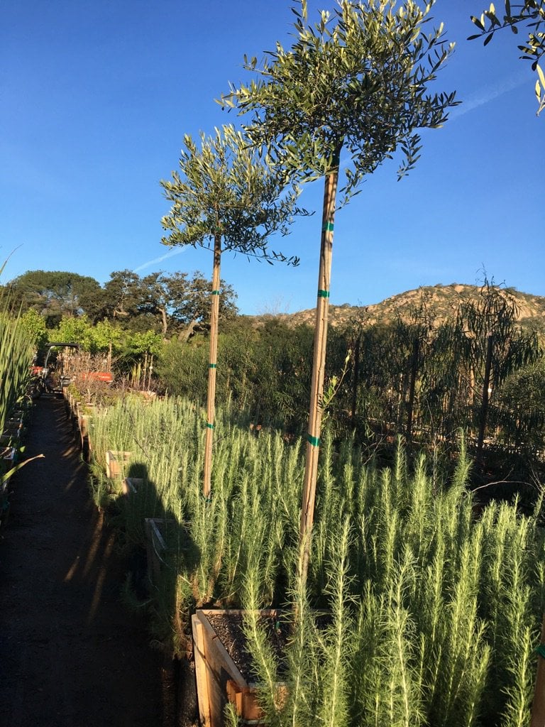 Photo for Olea europaea 'Fruitless' (Standard) (Fruitless Olive)