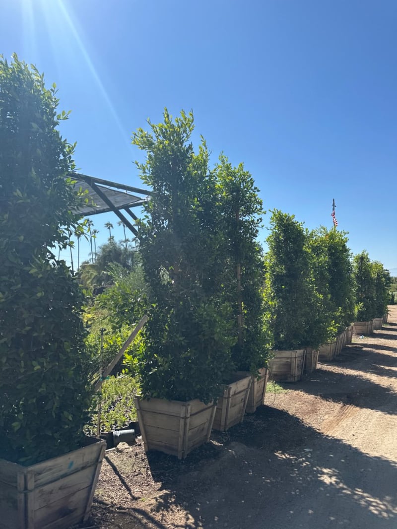 Photo for Ficus microcarpa nitida (Column) (Indian Laurel)