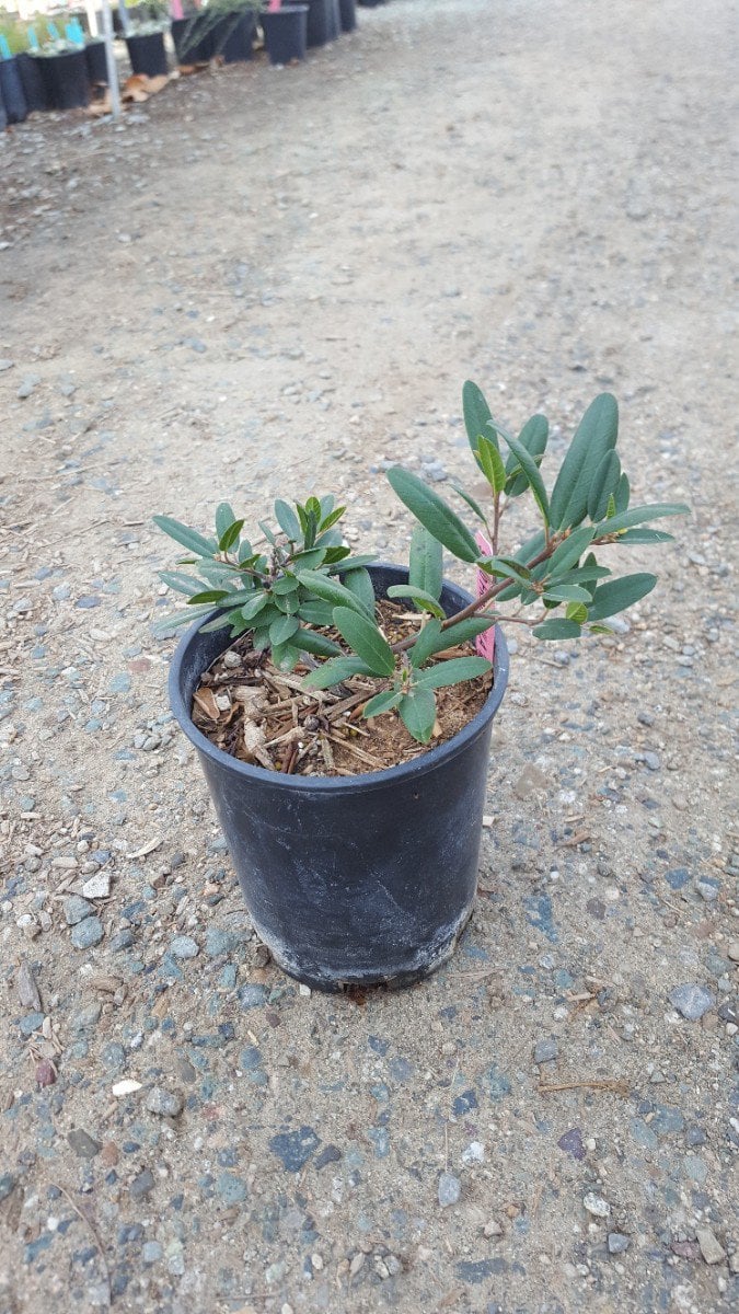 Photo for Frangula californica (Rhamnus californica) 'Mound San Bruno' (Mound San Bruno Coffeeberry)