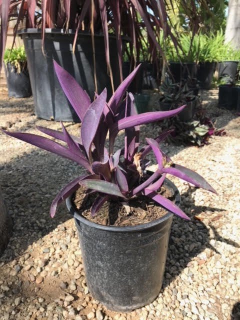 Photo for Tradescantia spathacea (Rhoeo spathacea) (Moses in a Basket, Oyster Plant, Boat Lily)
