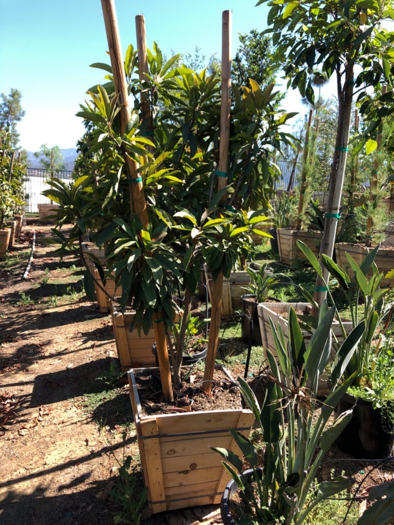 Photo for Eriobotrya deflexa (Multi) (Bronze Loquat)
