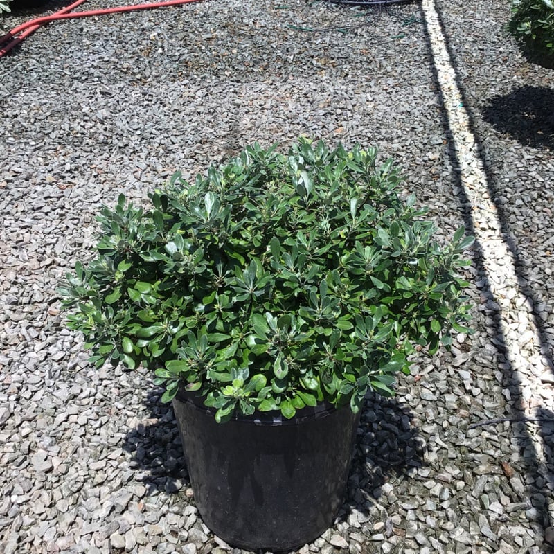 Photo for Pittosporum crassifolium 'Compactum' (Dwarf Karo)