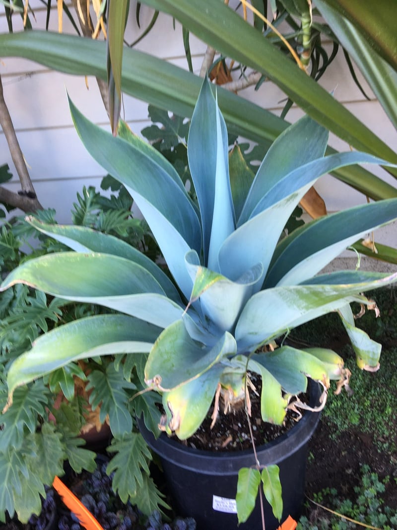 Photo for Agave attenuata 'Nova' (Blue Fox Tail Agave)