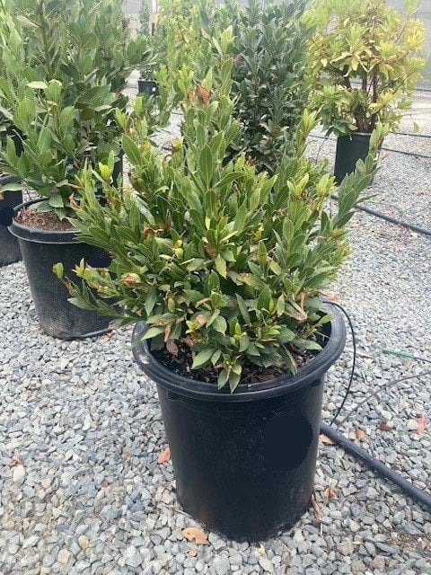 Photo for Laurus nobilis 'MonRik' (Little Ragu Sweet Bay)