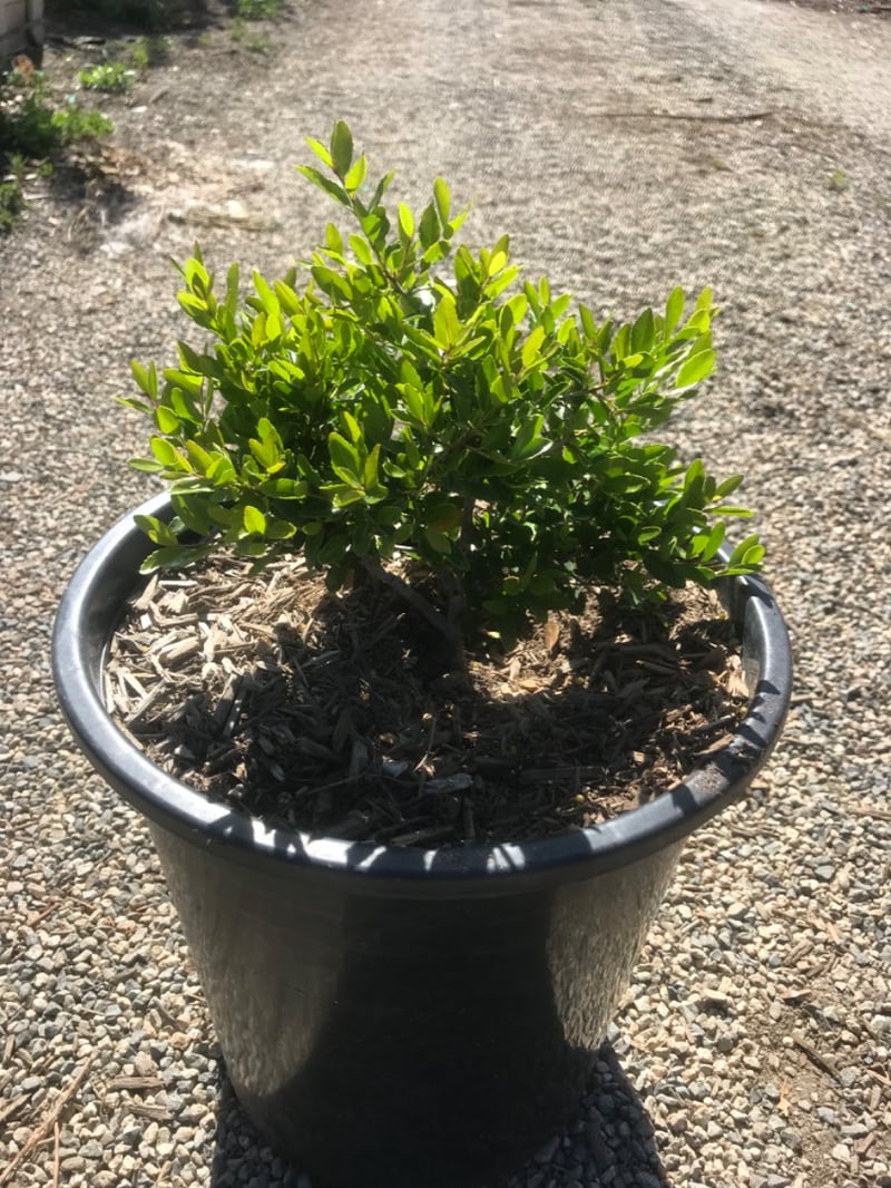 Photo for Ilex vomitoria 'Stokes' (Stoke's Dwarf Yaupon Holly)
