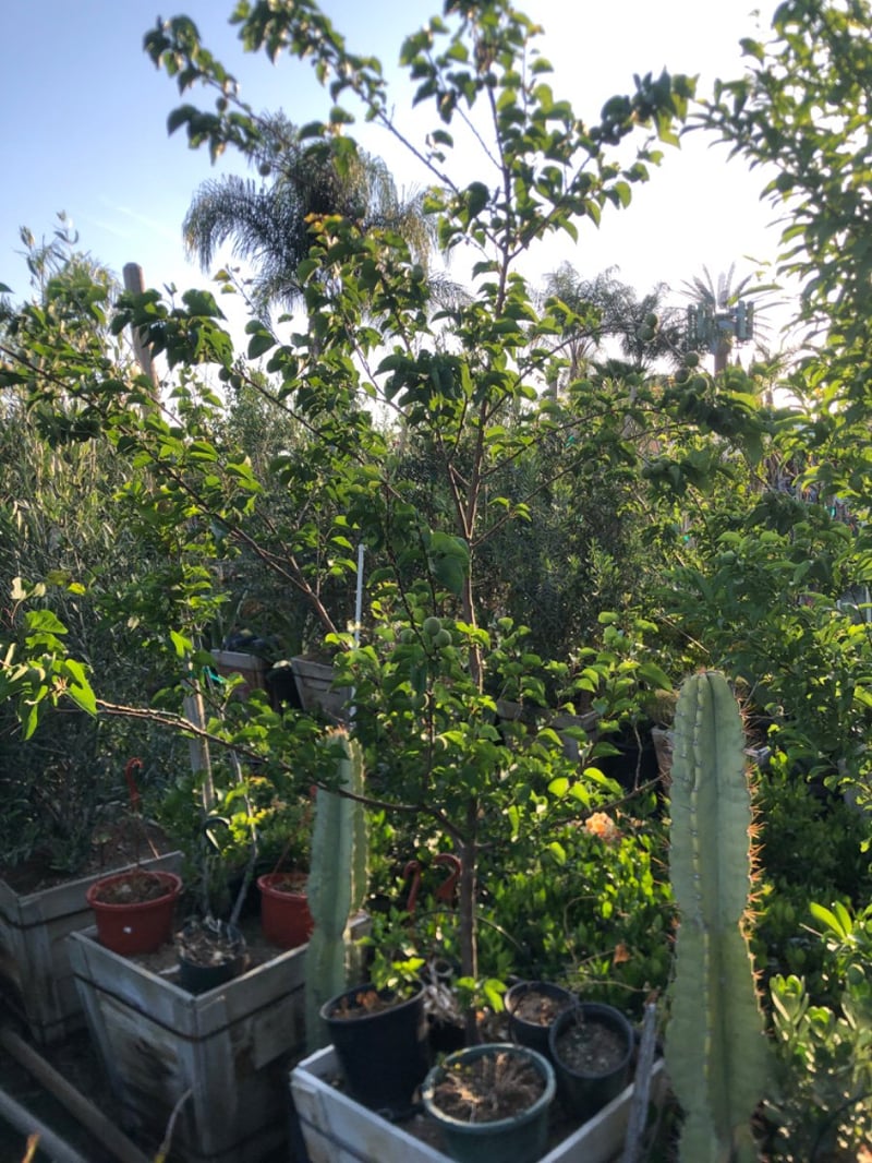 Photo for Prunus armeniaca 'Goldkist' (Goldkist Apricot)