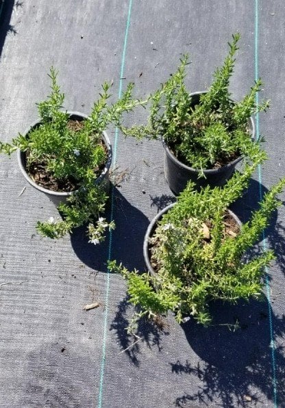 Photo for Rosmarinus officinalis 'Huntington Carpet' (Huntington Carpet Rosemary)