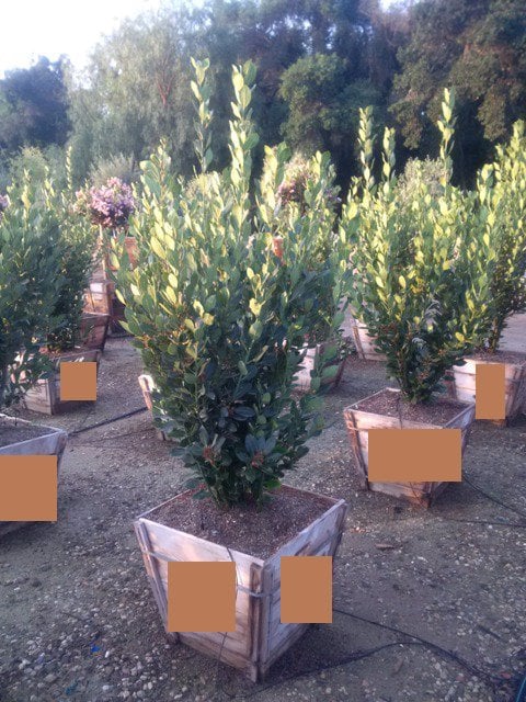 Photo for Laurus nobilis (Shrub) (Sweet Bay)