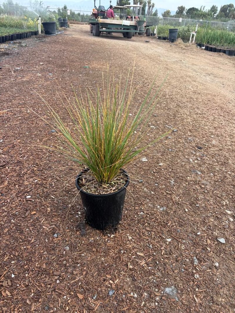 Photo for Festuca mairei (Atlas Fescue)
