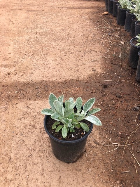Photo for Stachys byzantina 'Big Ears' (Big Ears Lamb's Ear)