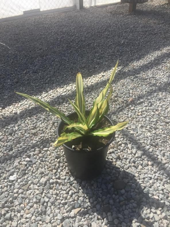Photo for Furcraea foetida 'Mediopicta' (Mediopicta Mauritius Hemp)