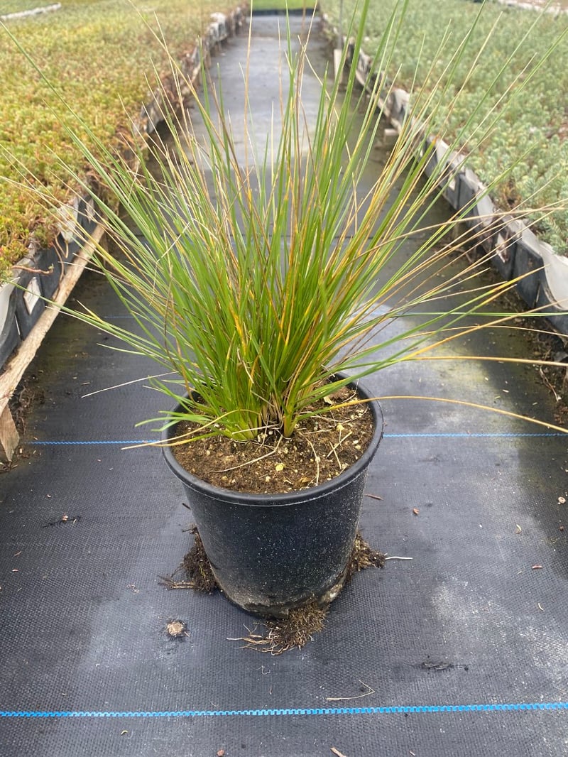 Photo for Festuca mairei (Atlas Fescue)