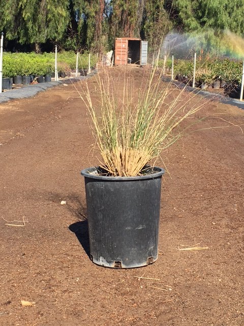 Photo for Muhlenbergia capillaris 'Lenca' (Regal Mist Pink Muhly Grass)