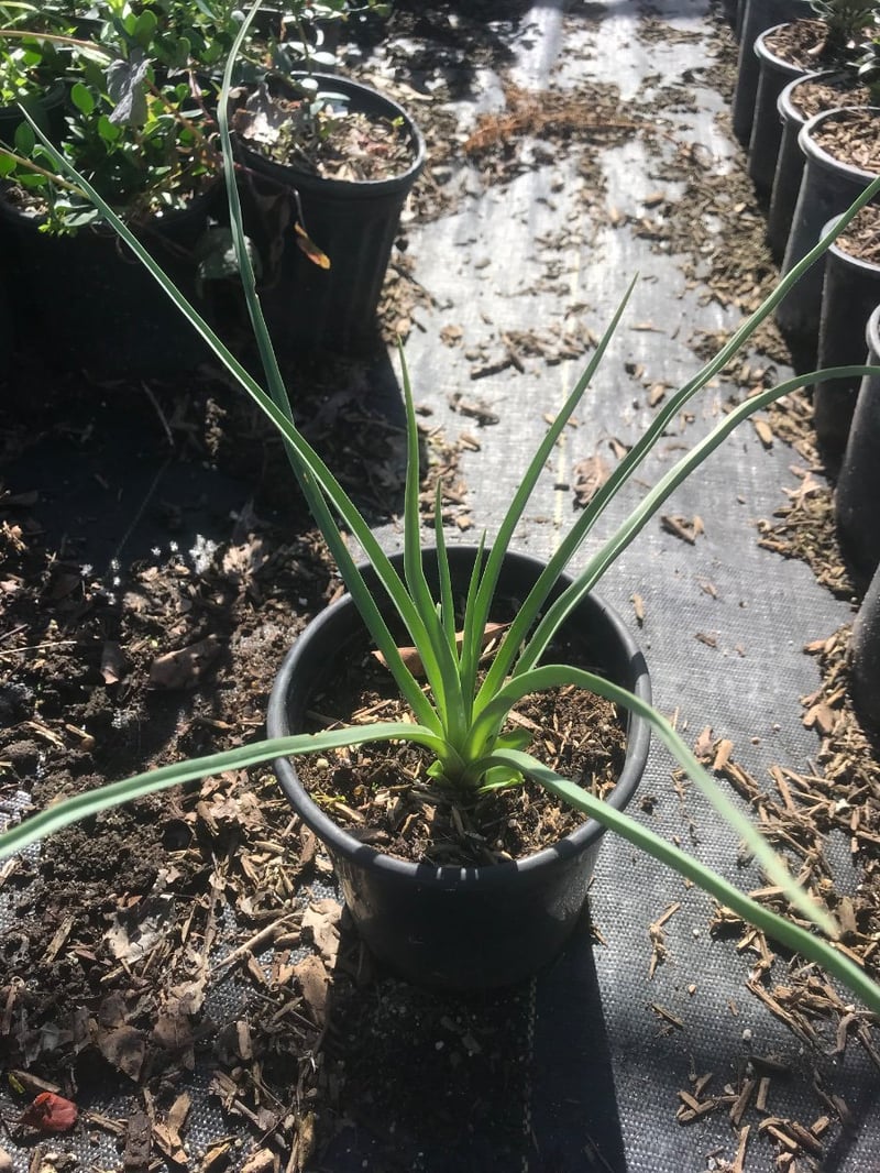 Photo for Kniphofia uvaria (Red Hot Poker)