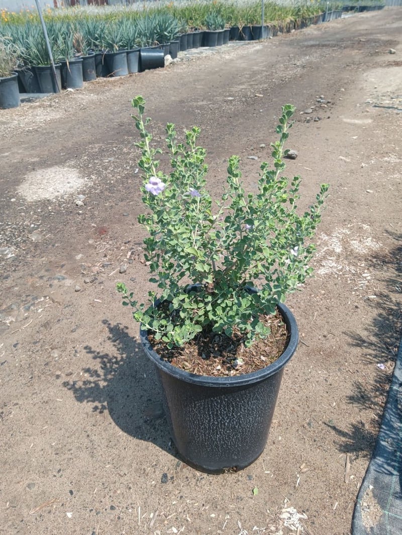 Photo for Leucophyllum frutescens 'Green Cloud' (Green Cloud Texas Ranger)