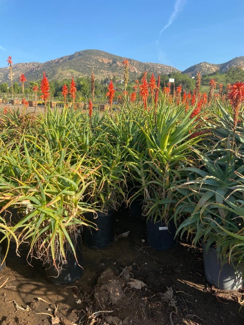 Photo for Aloe arborescens (Torch Aloe)