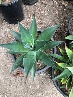 Photo for Agave attenuata 'Blue Flame' (Blue Flame Agave)