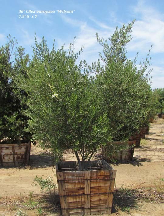 Photo for Olea europaea 'Wilsonii' (Wilsonii Fruitless Olive)