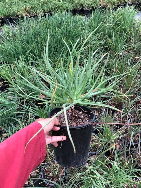 Photo for Bulbine frutescens (Stalked Bulbine)