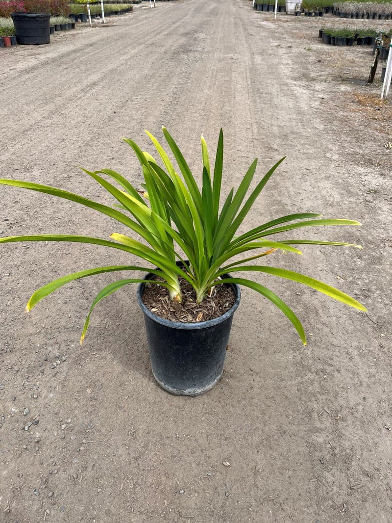 Photo for Agapanthus africanus (Lily of the Nile)