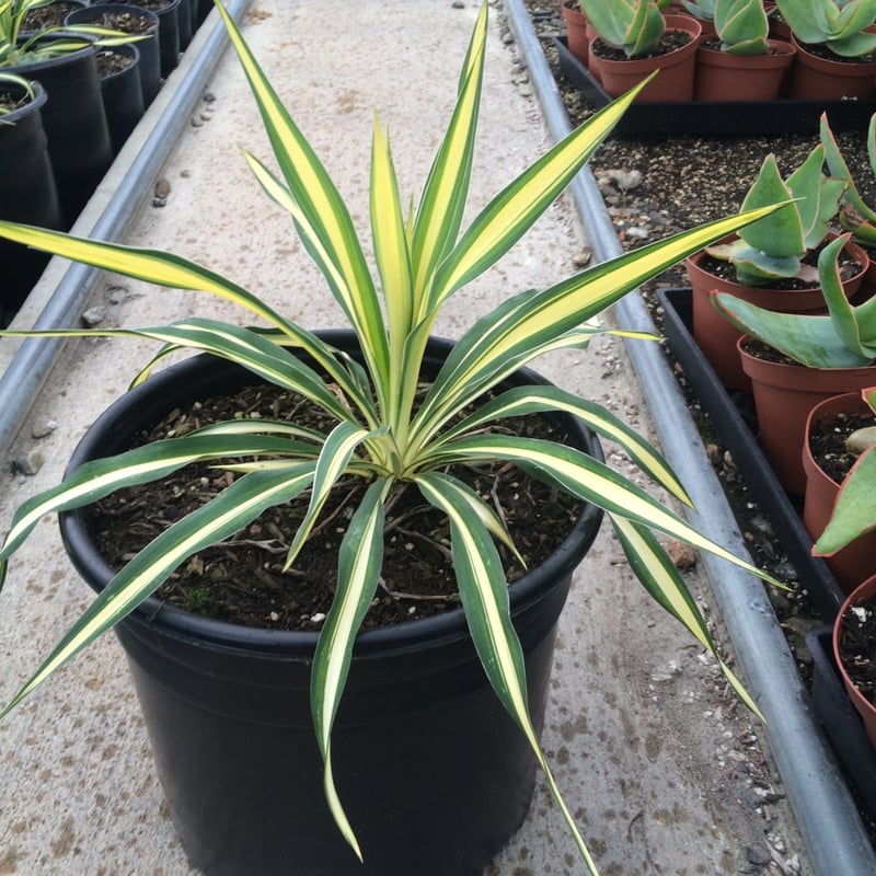 Photo for Yucca filamentosa 'Color Guard' (Color Guard Yucca)