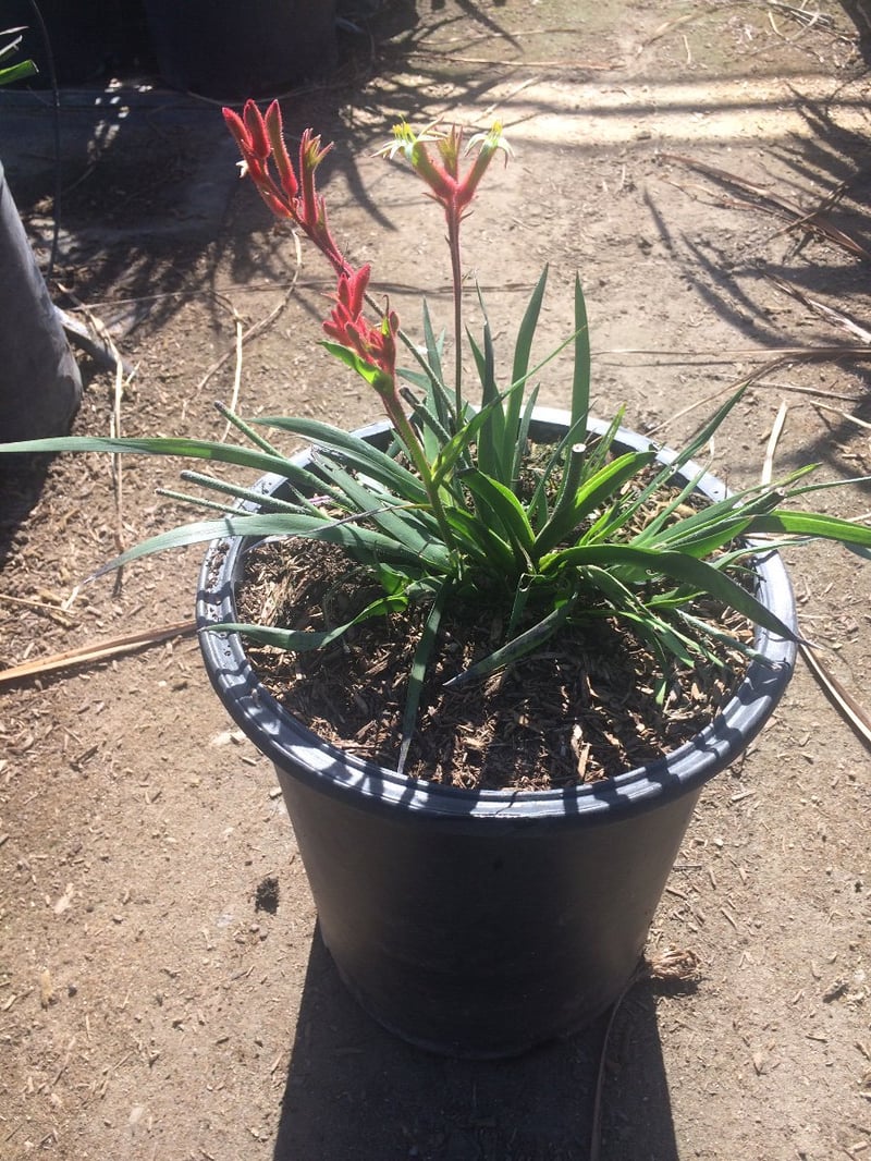 Photo for Anigozanthos 'Bush Ranger' (Bush Ranger Dwarf Kangaroo Paw)