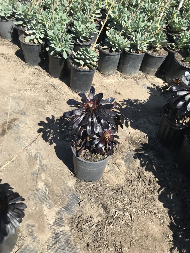 Photo for Aeonium arboreum 'Zwartkop' (Black Rose Aeonium)