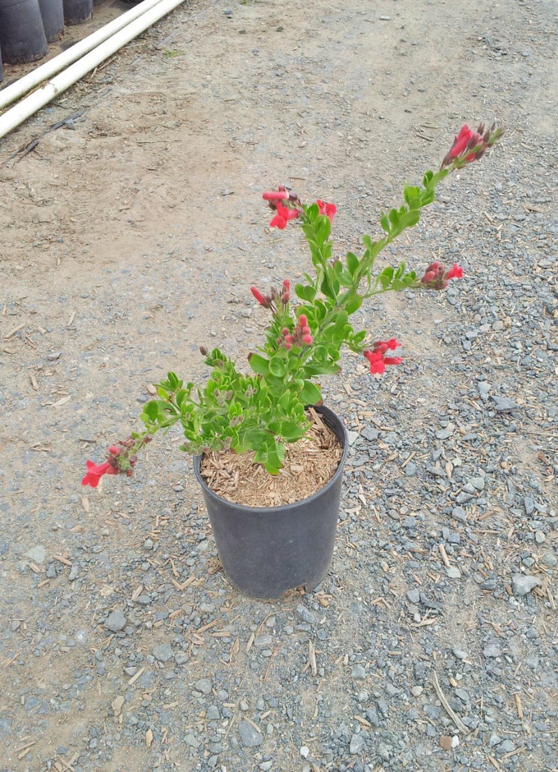 Photo for Galvezia speciosa (Island Snapdragon)