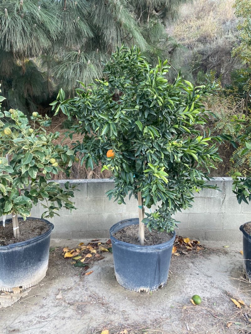 Photo for Citrus reticulata 'Clementine' (Clementine Mandarin Orange)