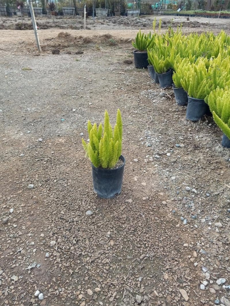 Photo for Asparagus densiflorus 'Myers' (Myers Foxtail Fern)