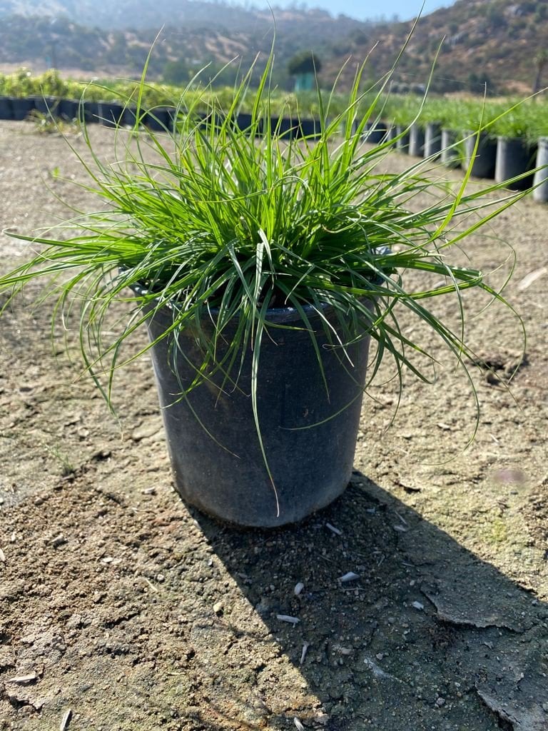 Photo for Carex praegracilis (California Field Sedge)