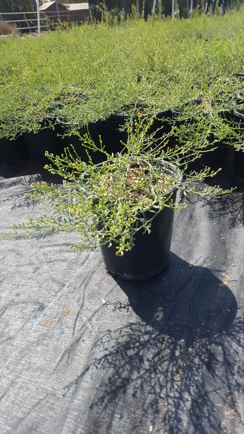 Photo for Baccharis x ‘Centennial’ (Centennial Coyote Brush)
