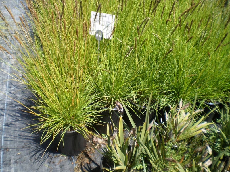 Photo for Sesleria autumnalis (Autumn Moor Grass)