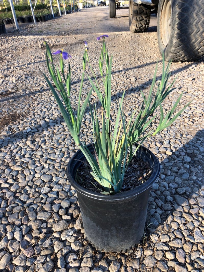 Photo for Sisyrinchium idahoense (S. bellum) (Blue Eyed Grass)