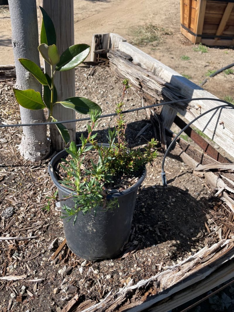Photo for Eriogonum fasciculatum (California Buckwheat)
