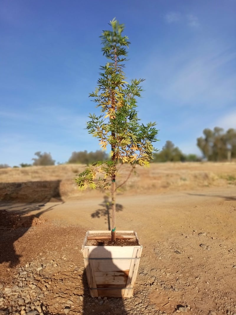 Photo for Lyonothamnus floribundus (Catalina ironwood)