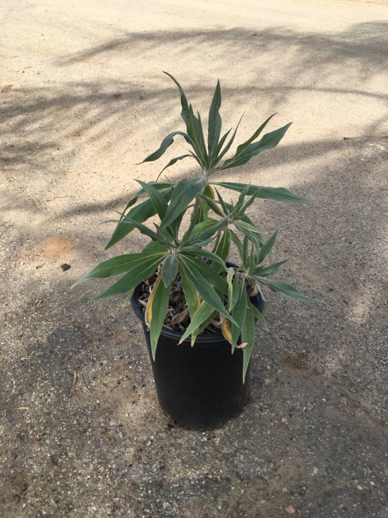 Photo for Echium candicans (E. fastuosum) (Pride of Madeira)