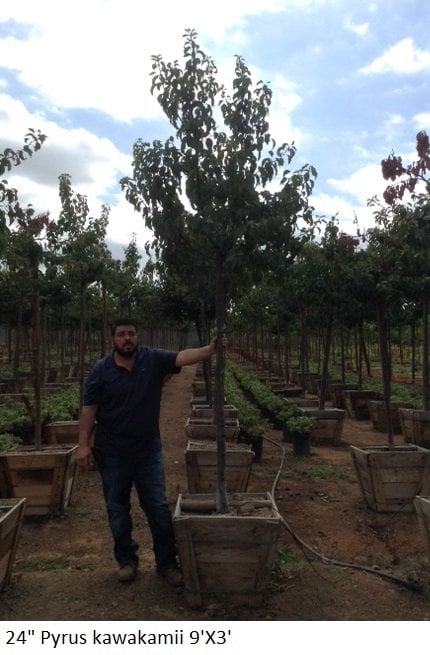 Photo for Pyrus kawakamii (Evergreen Pear)