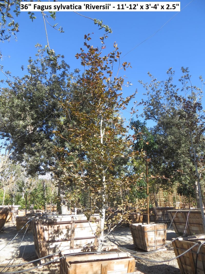 Photo for Fagus sylvatica 'Purpurea' (Copper Beech)